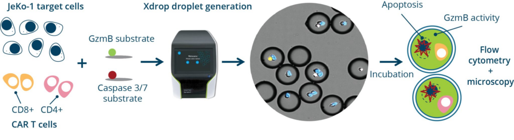Webinar: Advance CAR T Cell Characterization with Single-Cell Data
